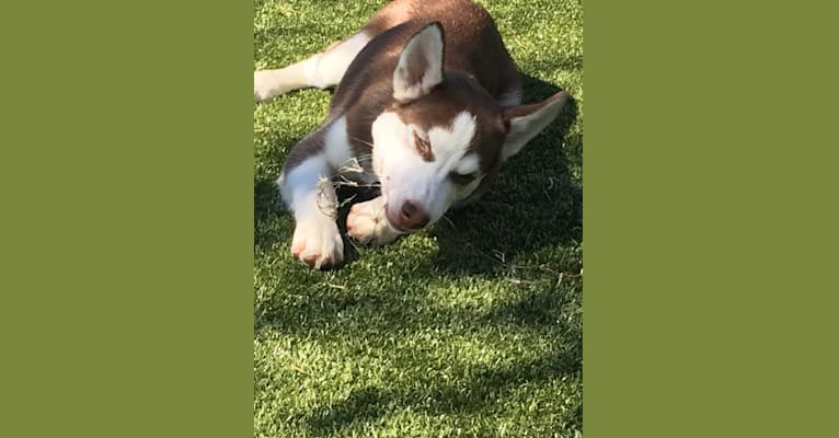 Kahlua, a Siberian Husky tested with EmbarkVet.com