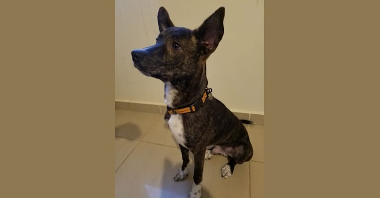 Milo Oliver, a Central and East African Village Dog tested with EmbarkVet.com