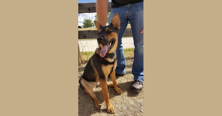 Shoei, a Rottweiler and Australian Cattle Dog mix tested with EmbarkVet.com