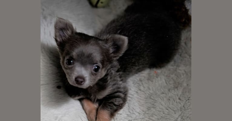 Mini Muffin, a Chihuahua tested with EmbarkVet.com