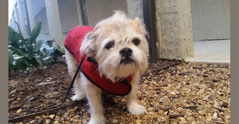 Butters, a Shih Tzu and Pekingese mix tested with EmbarkVet.com