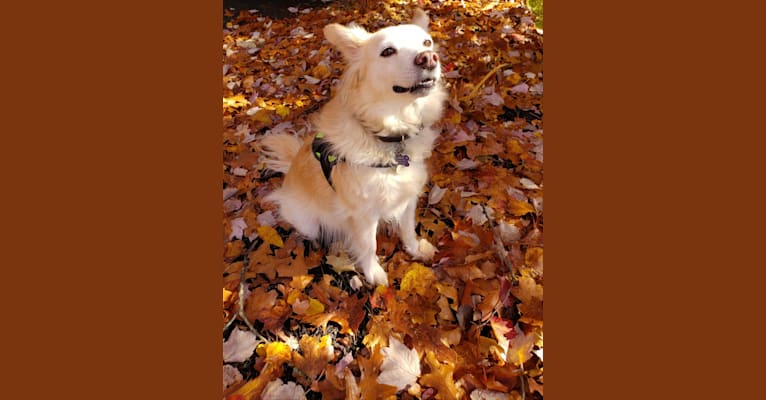 Dandao, an American Village Dog tested with EmbarkVet.com