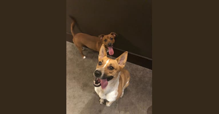 Australian cattle dog and boxer mix 2025