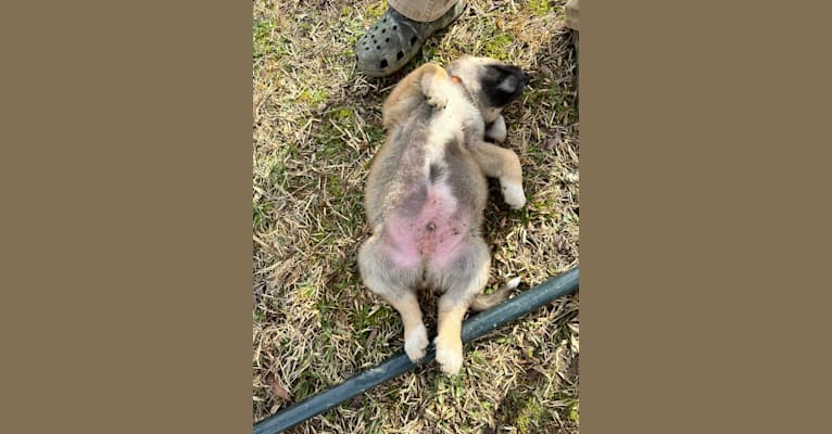 Maverick, a Great Pyrenees and German Shepherd Dog mix tested with EmbarkVet.com