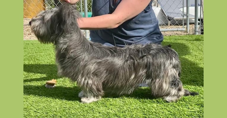 Jessie, a Skye Terrier tested with EmbarkVet.com