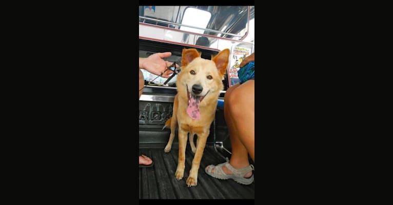 Montana, a Southeast Asian Village Dog tested with EmbarkVet.com