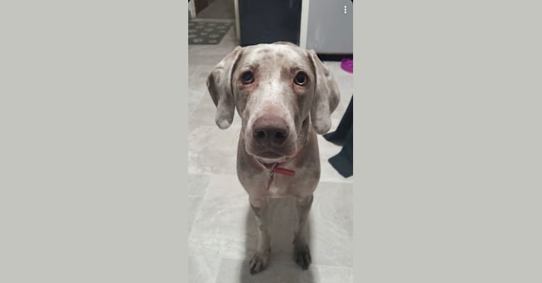 Maggie, a Weimaraner and Catahoula Leopard Dog mix tested with EmbarkVet.com