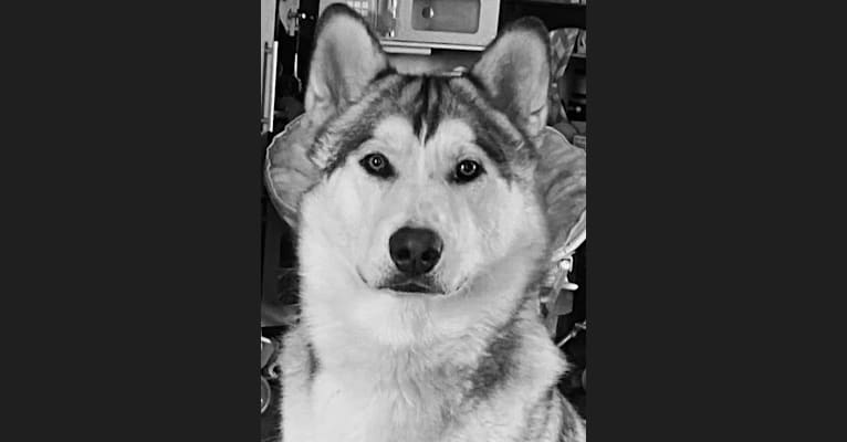 Nuke a dog tested with EmbarkVet.com