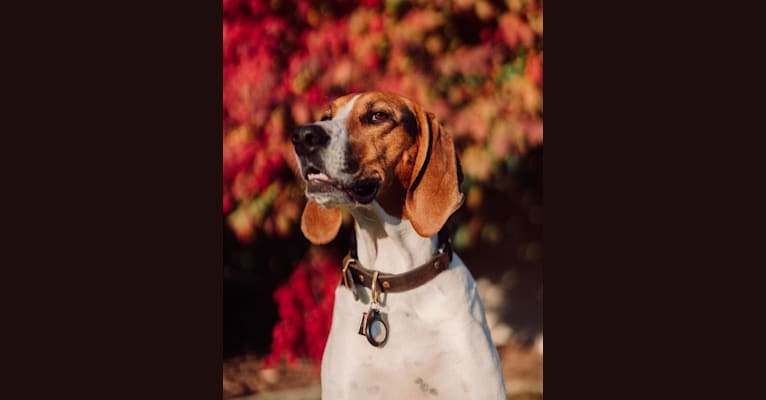 Carl, a Treeing Walker Coonhound tested with EmbarkVet.com