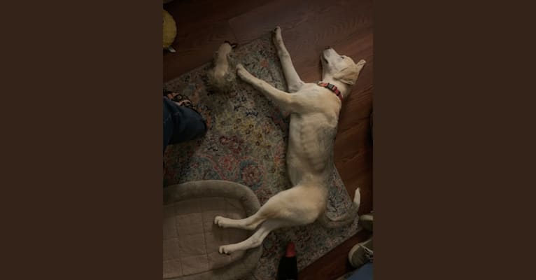 Lacie, a Basset Hound and Siberian Husky mix tested with EmbarkVet.com