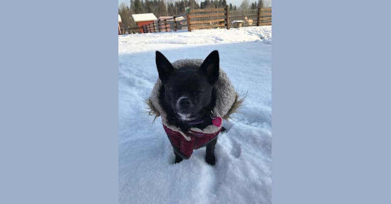 Photo of Indy, a Pomeranian, Shih Tzu, Boston Terrier, and Mixed mix in Mt Vernon, Washington, USA