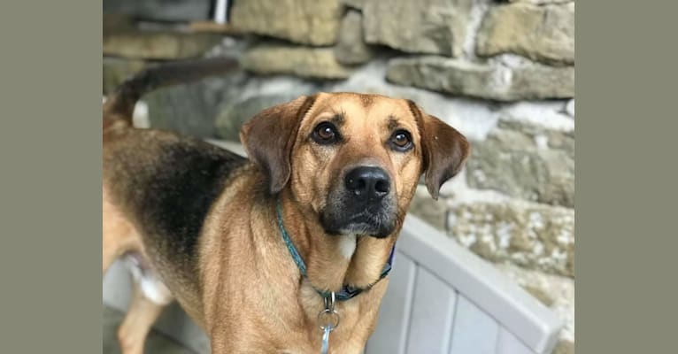 Harper, a Labrador Retriever and Staffordshire Terrier mix tested with EmbarkVet.com