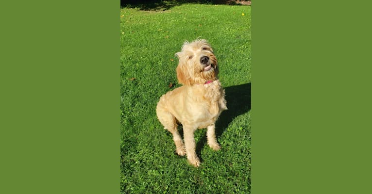 Photo of Lucy, a Goldendoodle  in Big Rapids, MI, USA