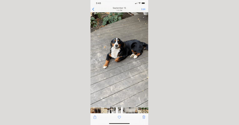 Jewel’s, a Bernese Mountain Dog tested with EmbarkVet.com