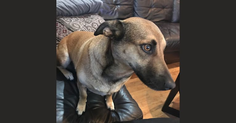 Belgian malinois top chihuahua mix