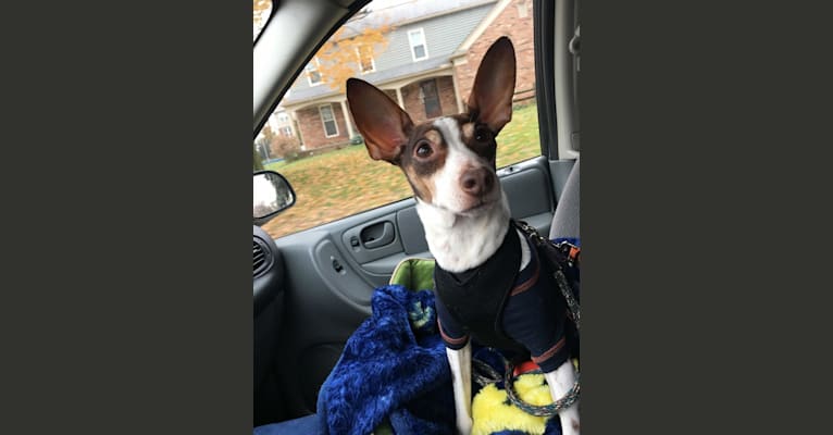 Photo of Maximus Prime aka Max, a Rat Terrier, Chihuahua, Toy Fox Terrier, and Russell-type Terrier mix in Tennessee, USA