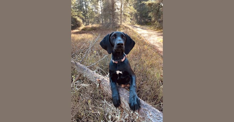 Photo of Spree, a German Shorthaired Pointer and Alaskan-type Husky mix in Greater Sudbury, Ontario, Canada