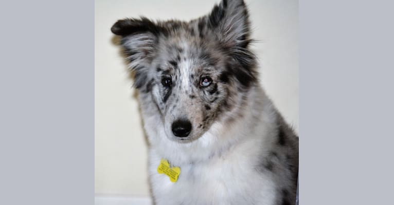 Denali, a Samoyed and Border Collie mix tested with EmbarkVet.com