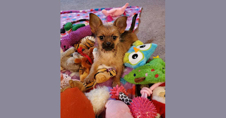 Photo of Pebbles, a Chihuahua, Pekingese, Shih Tzu, and Dachshund mix in Memphis, TN, USA