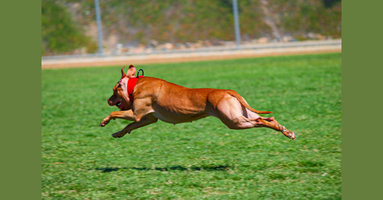 Photo of Revy, an American Pit Bull Terrier  in Yuma, AZ, USA