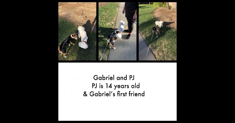 Photo of Gabriel, a Chihuahua, Pomeranian, Pekingese, Poodle (Small), and Mixed mix in California, USA