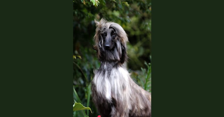 Mon Petit Chiot Donatella, an Afghan Hound tested with EmbarkVet.com