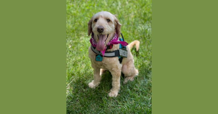 Mackenzie “Mack”, a Poodle (Standard) and Poodle (Small) mix tested with EmbarkVet.com