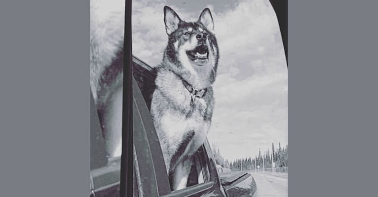 Kenai, an Alaskan Malamute and German Shepherd Dog mix tested with EmbarkVet.com