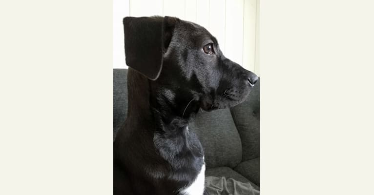 Oakley, an American Pit Bull Terrier and Great Pyrenees mix tested with EmbarkVet.com