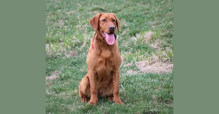 Ginger, a Labrador Retriever tested with EmbarkVet.com