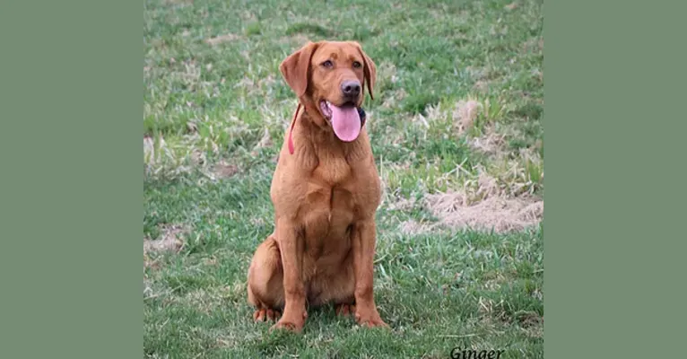 Labrador ginger 2025