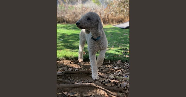 Cru, a Bedlington Terrier tested with EmbarkVet.com