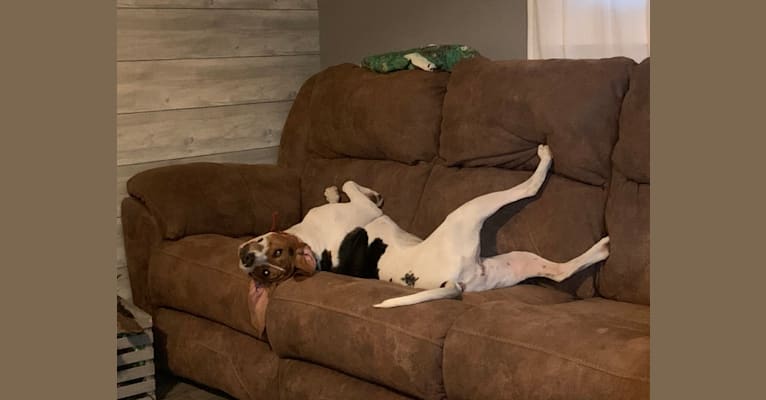 Luna, a Treeing Walker Coonhound tested with EmbarkVet.com