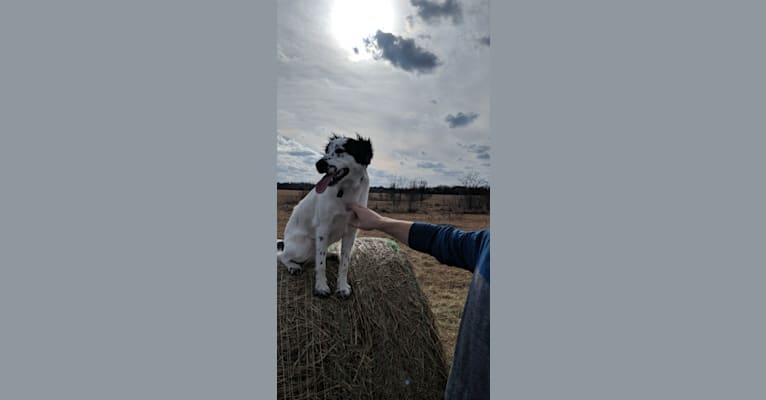 Annie, a Labrador Retriever and Border Collie mix tested with EmbarkVet.com