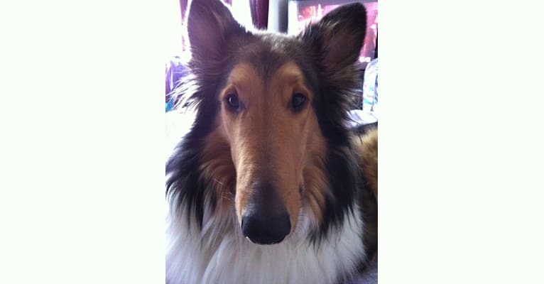 Photo of Harry, a Collie  in Greenfield, Wisconsin, USA