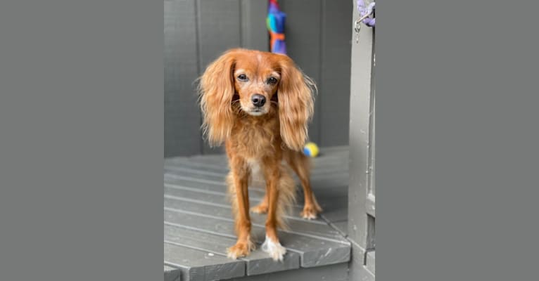 Tommy, a Cavalier King Charles Spaniel and Whippet mix tested with EmbarkVet.com