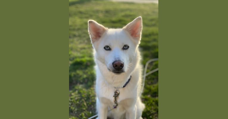 Koda, a Siberian Husky and Pomeranian mix tested with EmbarkVet.com