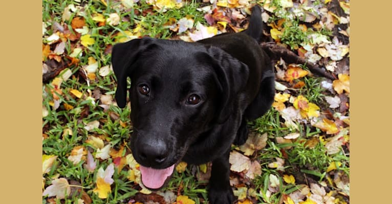 Zeke, a Labrador Retriever tested with EmbarkVet.com