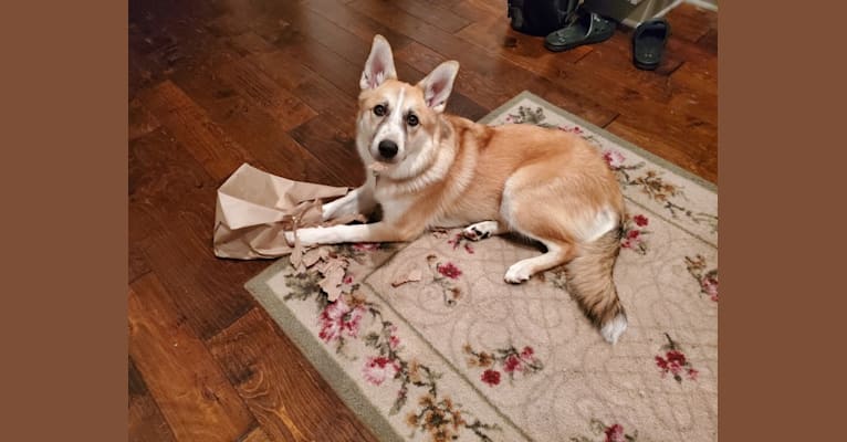 Juniper, a Great Pyrenees and Border Collie mix tested with EmbarkVet.com