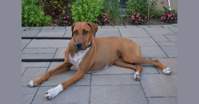 Lexi, a Doberman Pinscher and Boxer mix tested with EmbarkVet.com