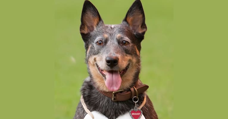 Brisket, an Australian Cattle Dog tested with EmbarkVet.com