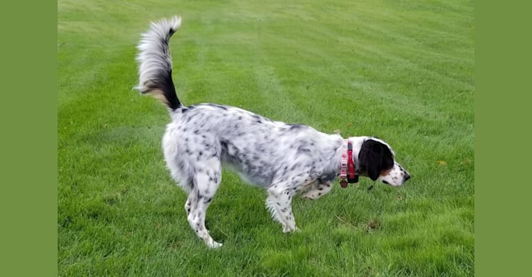 Shelby, a Llewellin Setter tested with EmbarkVet.com