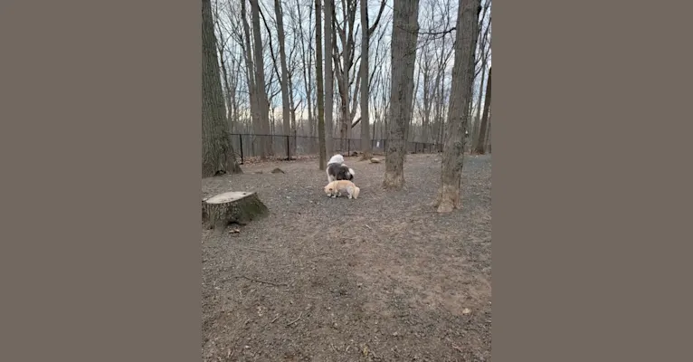 Maximus, an Old English Sheepdog tested with EmbarkVet.com