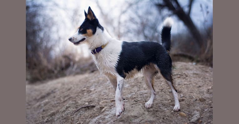 Fable, an Australian Cattle Dog and Siberian Husky mix tested with EmbarkVet.com