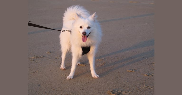 JACKIE, a Pomeranian and American Eskimo Dog mix tested with EmbarkVet.com