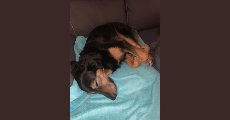 Luna, a Labrador Retriever and German Shepherd Dog mix tested with EmbarkVet.com