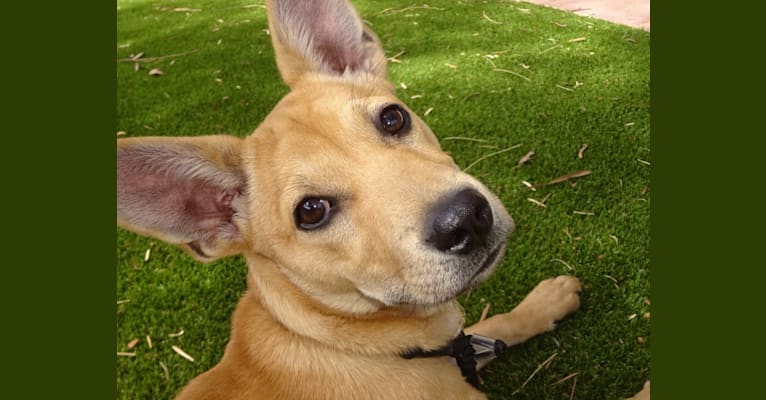 Bean, a Chow Chow and Chihuahua mix tested with EmbarkVet.com