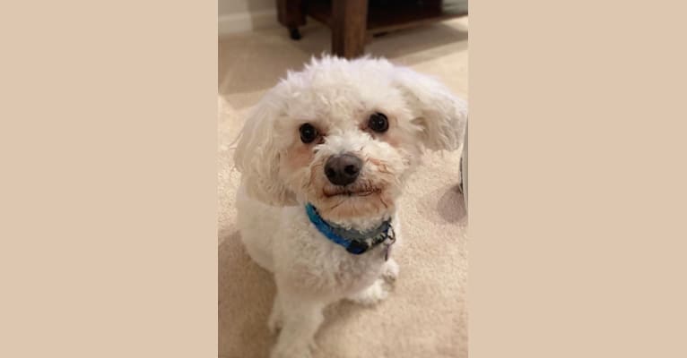 Gus, a Maltese and Bichon Frise mix tested with EmbarkVet.com
