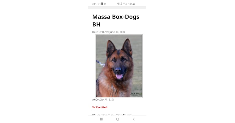 Massa Box-Dogs, a German Shepherd Dog tested with EmbarkVet.com
