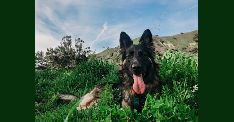 Photo of Nova, a German Shepherd Dog  in La Verne, California, USA